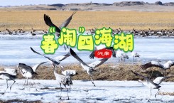 候鸟北归奏响“北国之春”的序曲，吉林洮南四海湖国家湿地公园“热闹”起来啦！