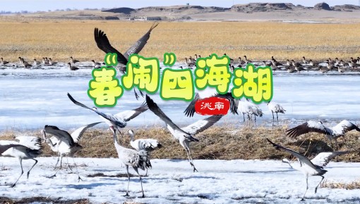 候鸟北归奏响“北国之春”的序曲，吉林洮南四海湖国家湿地公园“热闹”起来啦！