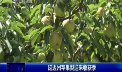 第1報道｜延邊州蘋果梨迎來收獲季