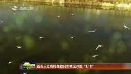 近百只紅嘴鷗在蛟河市城區休憩“打卡”