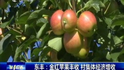 第1報道｜東豐：金紅蘋果豐收 村集體經濟增收