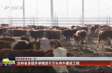 【振興發展 奮斗在“吉”】吉林省多措并舉推進千萬頭肉牛建設工程