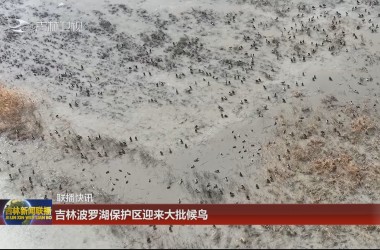 【聯播快訊】吉林波羅湖保護區迎來大批候鳥