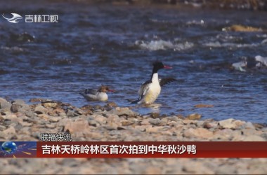 【联播快讯】吉林天桥岭林区首次拍到中华秋沙鸭