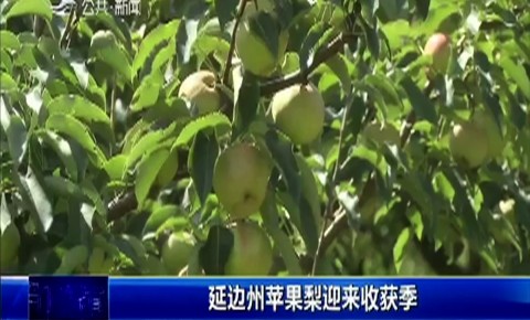 第1報道｜延邊州蘋果梨迎來收獲季