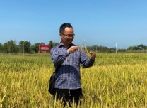 國際首次！中國青年科學家突破水稻低溫減產難題！