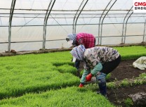 吉林舒蘭市平安鎮學明水稻種植家庭農場率先開展水稻插秧