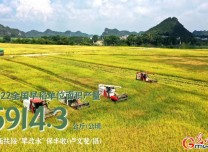 【數據海報】早稻搶收 “豐”景如畫！全國早稻播種面積已達7132.6萬畝