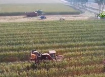 在希望的田野上 | 1.6萬畝大豆玉米帶狀復合種植喜獲豐收