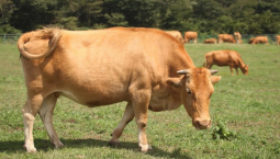 吉牛中国牛∣高质量发展的延边黄牛