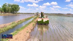 希望的田野丨吉林省进入水稻插秧高峰期