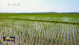 希望的田野丨科技助力 各地水稻插秧稳步推进