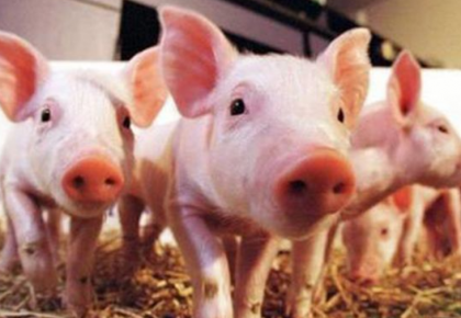 農業農村部：生豬生產恢復發展三年行動 目標明確