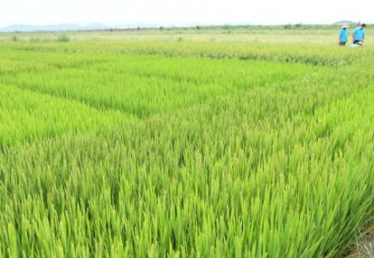 我國海水稻區域試驗種植平均畝產超400公斤