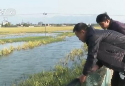 鄉村振興看一線 | 廣西平南探索“企業+農戶”發展模式 稻蝦種養助農增收