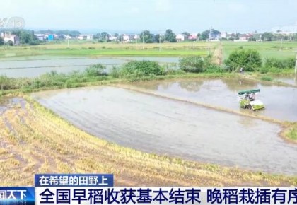 在希望的田野上 | 全國早稻收獲基本結束 晚稻栽插有序推進