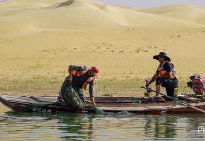 鄉村振興看新疆丨沙漠腹地 螃蟹搶鮮上市