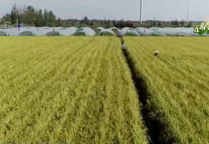 在希望的田野上 | 50多萬畝稻田蟹喜獲豐收 農民多渠道增收致富