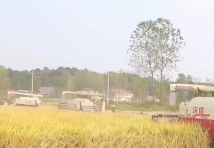在希望的田野上 | 南方主產區水稻迎豐收 農機助力收割忙
