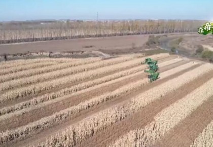 在希望的田野上 | 吉林公主嶺玉米大豆迎豐收 預計10月底收割完畢