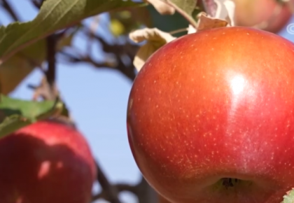 寧夏中衛沙地蘋果喜獲豐收 銷往多地