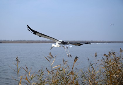 濕地好風景 候鳥舞翩躚——天津保護與修復濕地觀察