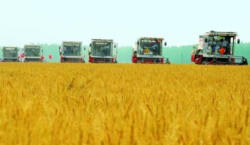 農業農村部：夏糧實現恢復性增產 豐收已成定局