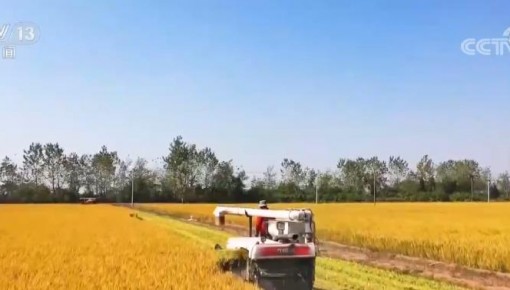 農業農村部：早稻生產現代化進程加快推進 早稻豐收已成定局增產趨勢明顯