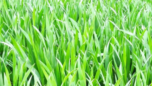 播種超八成 河南省冬小麥已播種6961.5萬畝