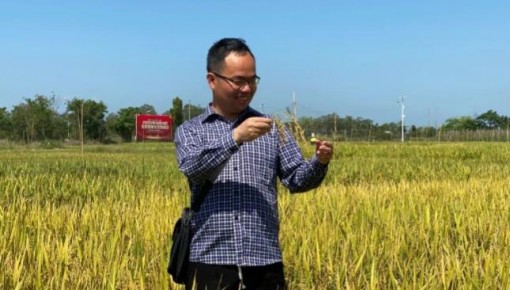 國際首次！中國青年科學家突破水稻低溫減產難題！