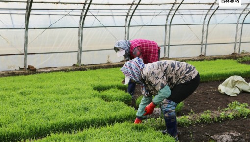 吉林舒蘭市平安鎮學明水稻種植家庭農場率先開展水稻插秧