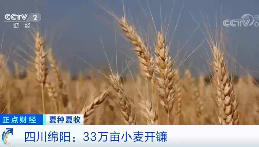 夏種夏收 | 四川綿陽：33萬畝小麥開鐮