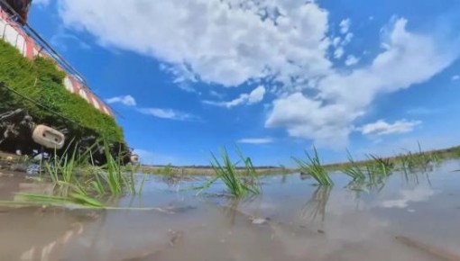 【大國糧倉】吉林省實施生態修復 鹽堿地變成“米糧川”