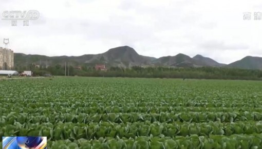 農業農村部：進入收獲旺季 全國蔬菜生產供應有保障