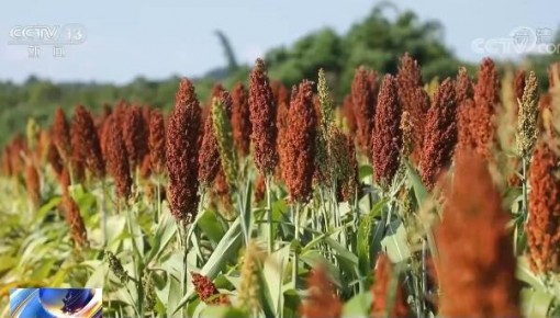 在希望的田野上 | 重慶潼南六千畝高粱迎豐收 機械化種植增收明顯