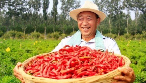 種植面積8萬畝 “中國辣椒之鄉”河北雞澤辣椒迎來采摘季