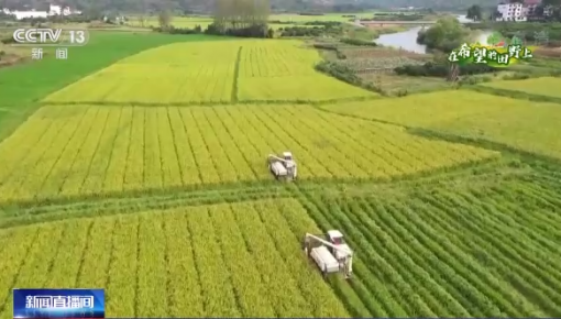 在希望的田野上丨優化品種結構 促進糧食豐產農民增收