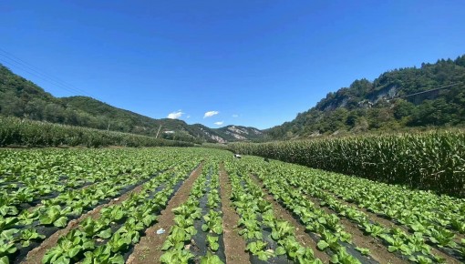 豐收在望！通化市10萬畝秋菜9月下旬陸續上市