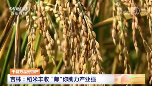 千縣萬品好物產 吉林：稻米豐收 “郵”你助力產業強