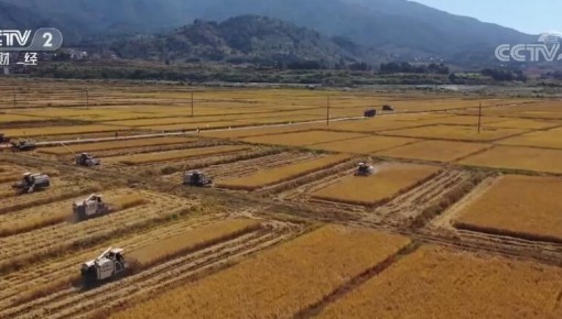 “稻油輪作”補短板 科技助力農戶增收