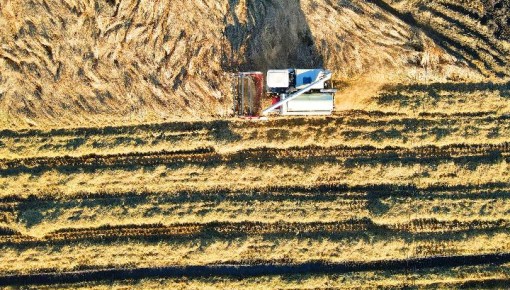 遼寧秋糧收獲進入高峰期 農業機械顯身手