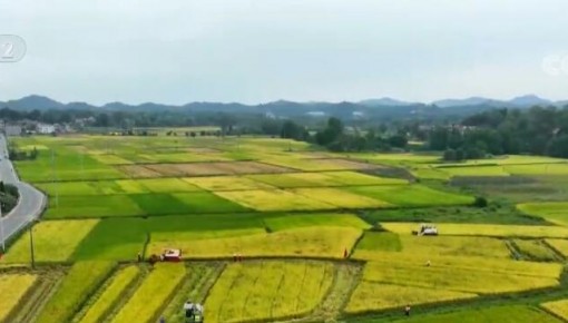 江西收割中稻1300多萬畝 各地推進農機作業確保顆粒歸倉