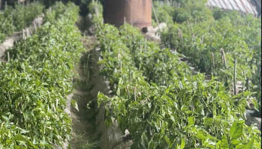 天寒田間“熱”——新疆喀什農業生產正當時