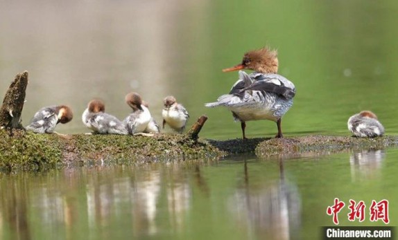中华秋沙鸭在吉林进入繁殖高峰期