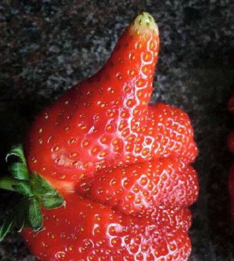 草莓的形状像一只竖起了大拇指的手,一时间吸引了很多网友的关注