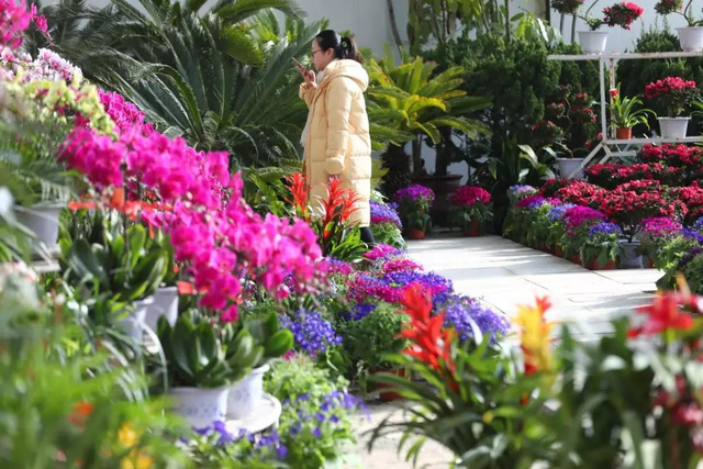 大年初一开始,长春市儿童公园将举行2018春节花展